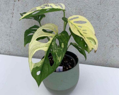 monstera popsocket Popsockets Monstera Deliciosa main image 0